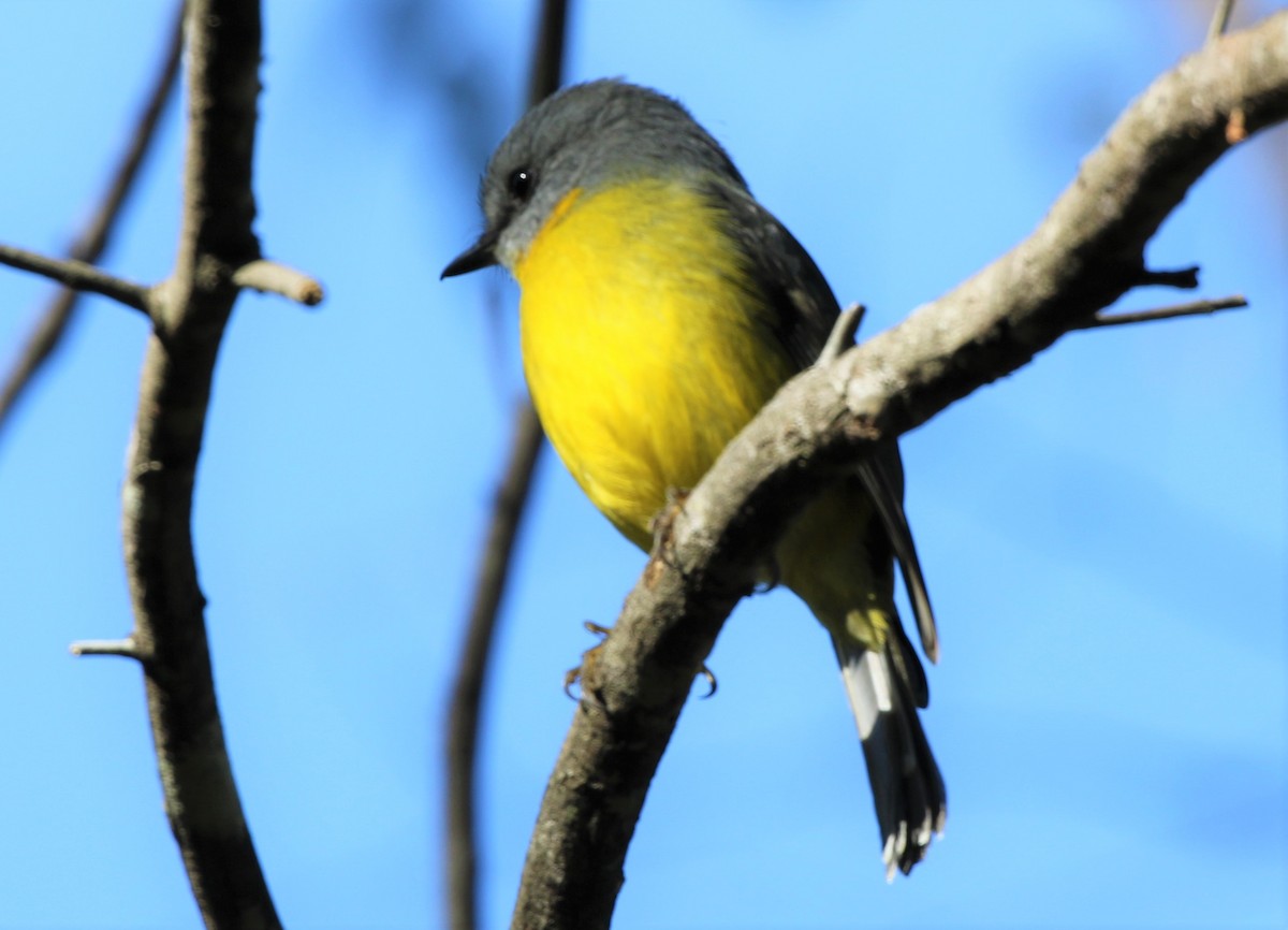 lejsčík žlutý - ML453040051