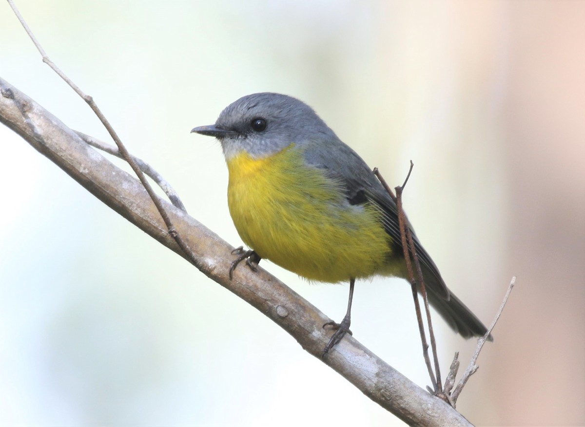Eastern Yellow Robin - ML453040381