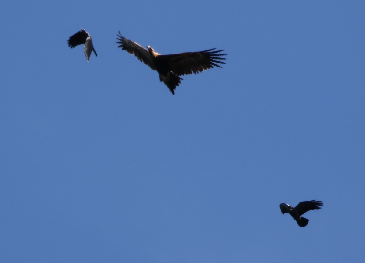 Wedge-tailed Eagle - ML453040741