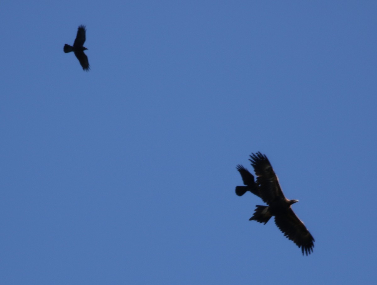 orel klínoocasý - ML453040761