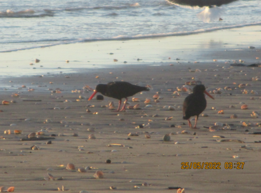 Variable Oystercatcher - ML453040901