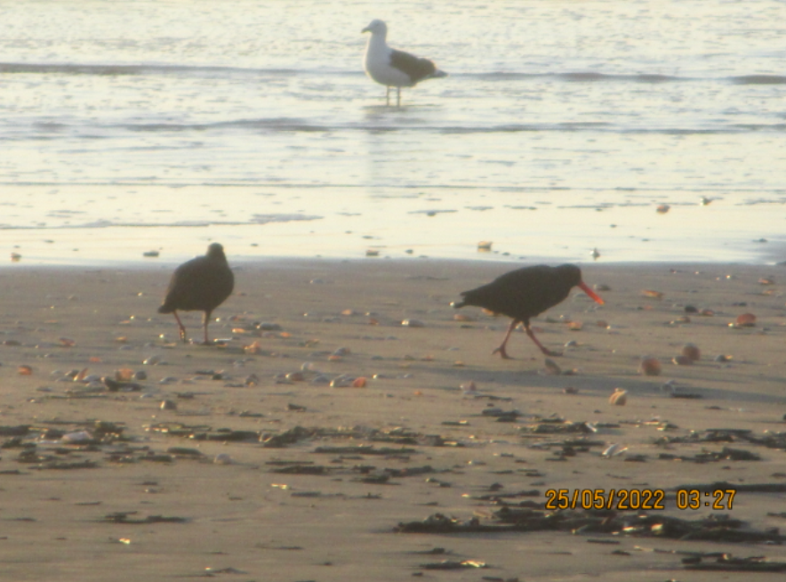 Variable Oystercatcher - ML453040931