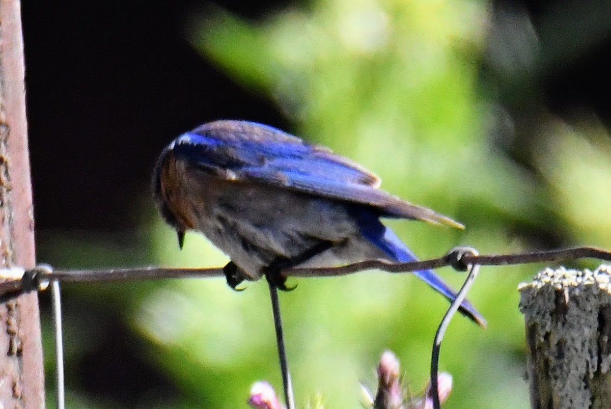 Western Bluebird - Tom Duncan