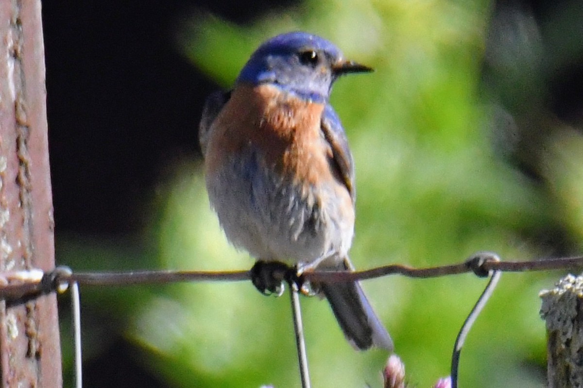 Western Bluebird - Tom Duncan