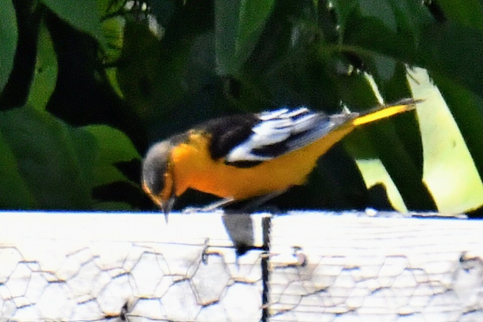 Bullock's Oriole - ML453041891