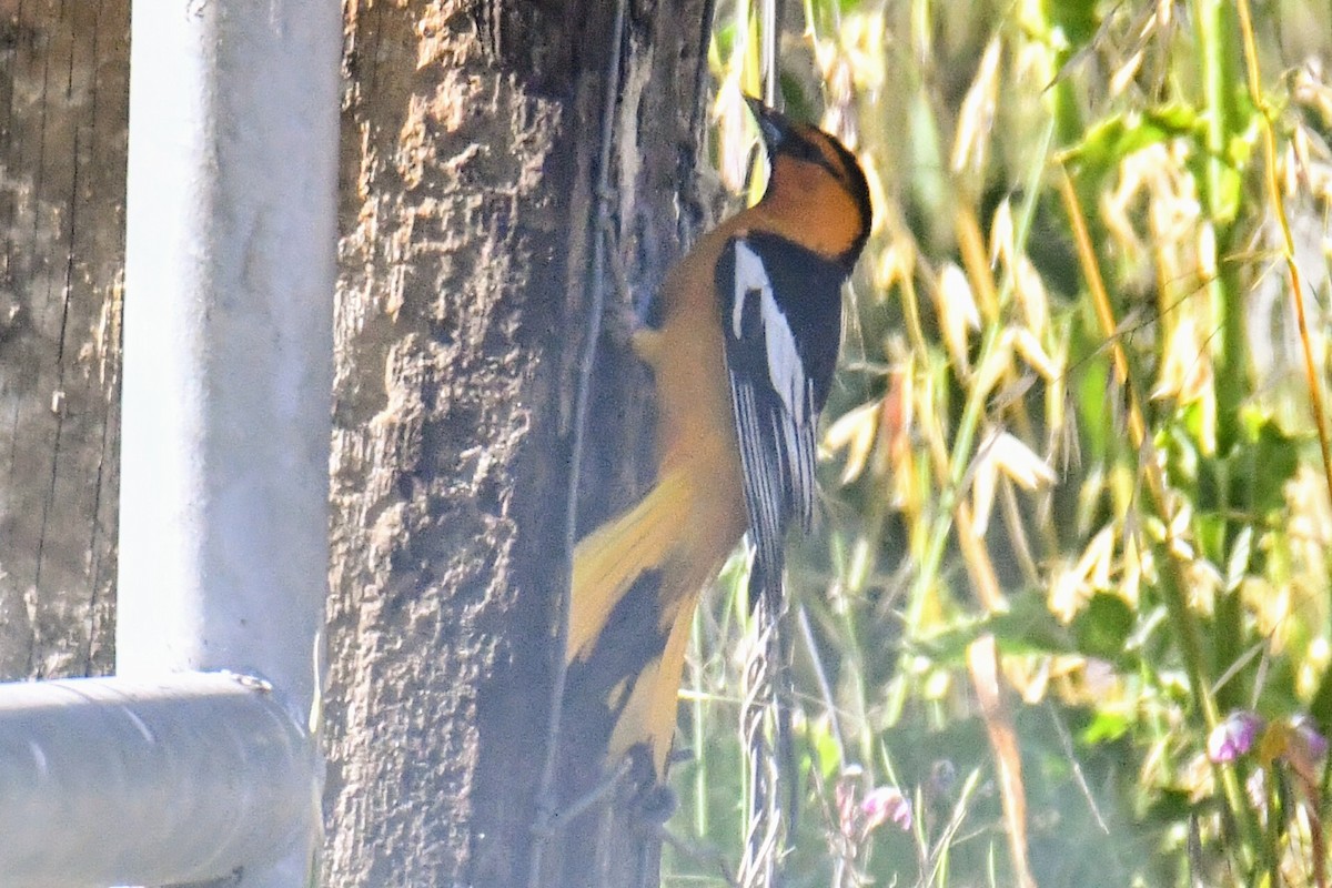 Oriole de Bullock - ML453041911