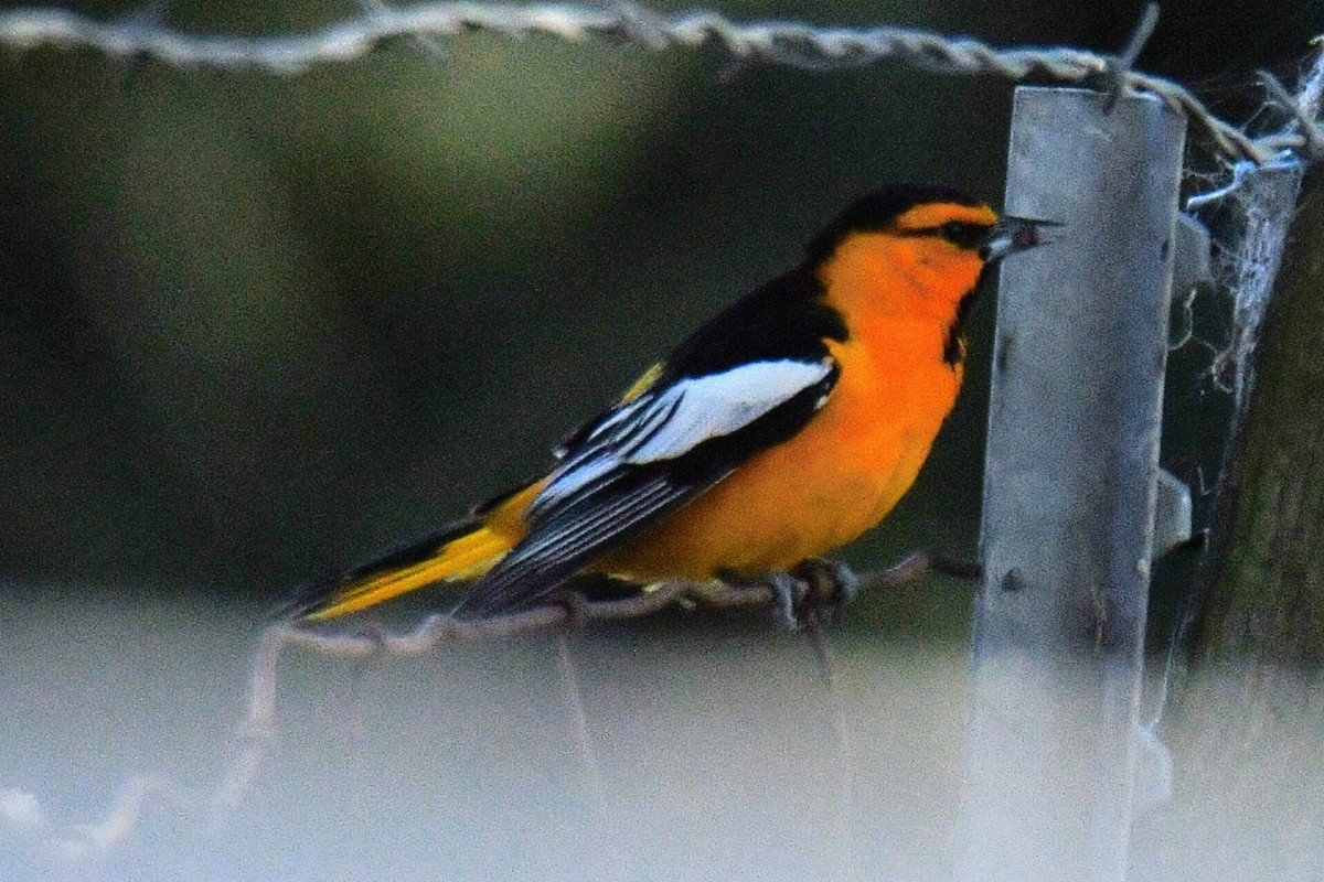 Bullock's Oriole - Tom Duncan