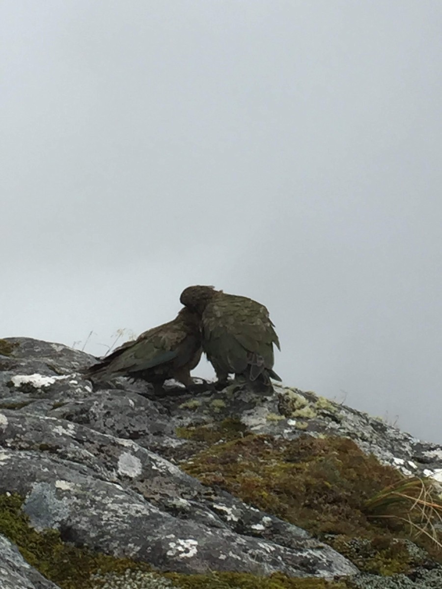 Kea - ML453042201