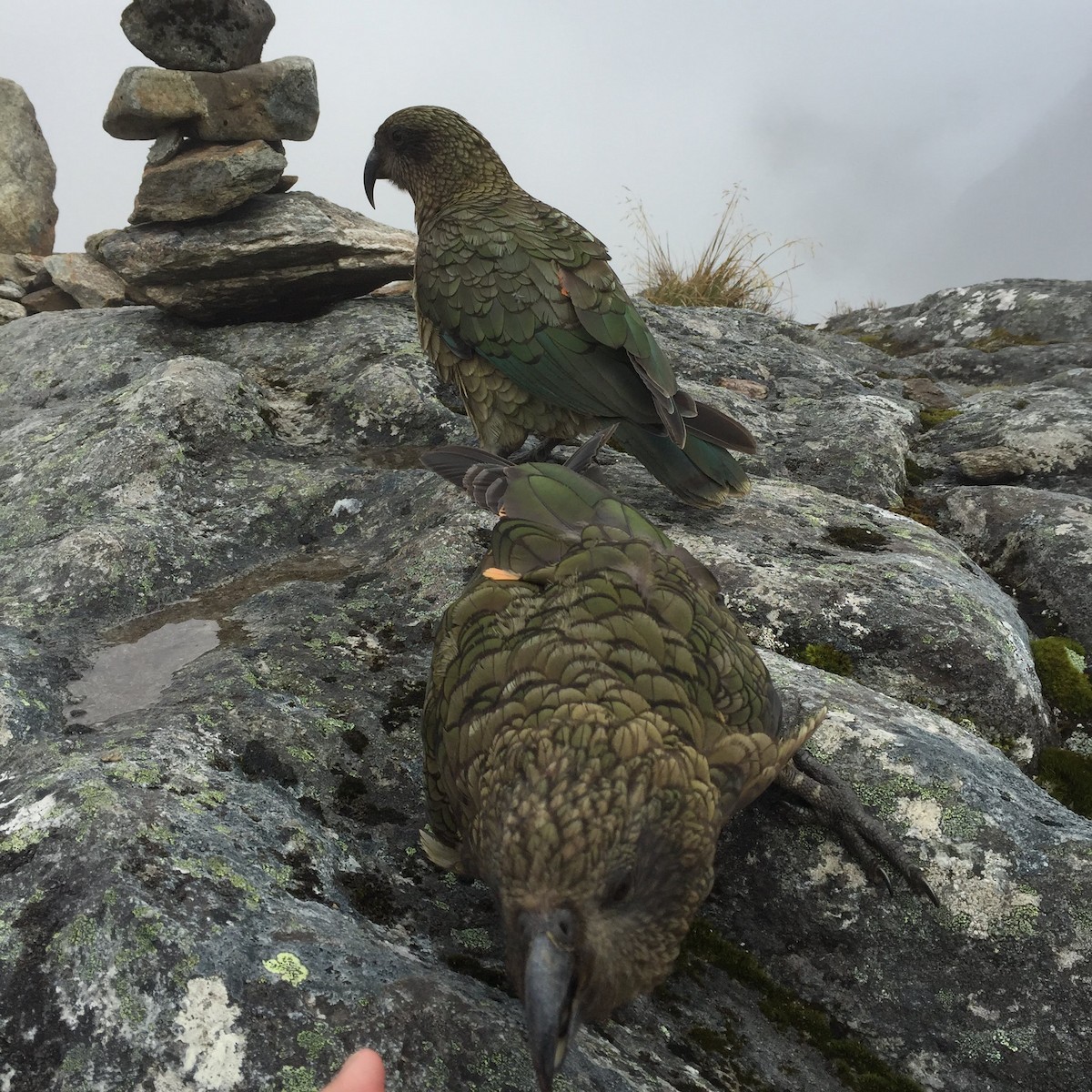 Kea - ML453042211