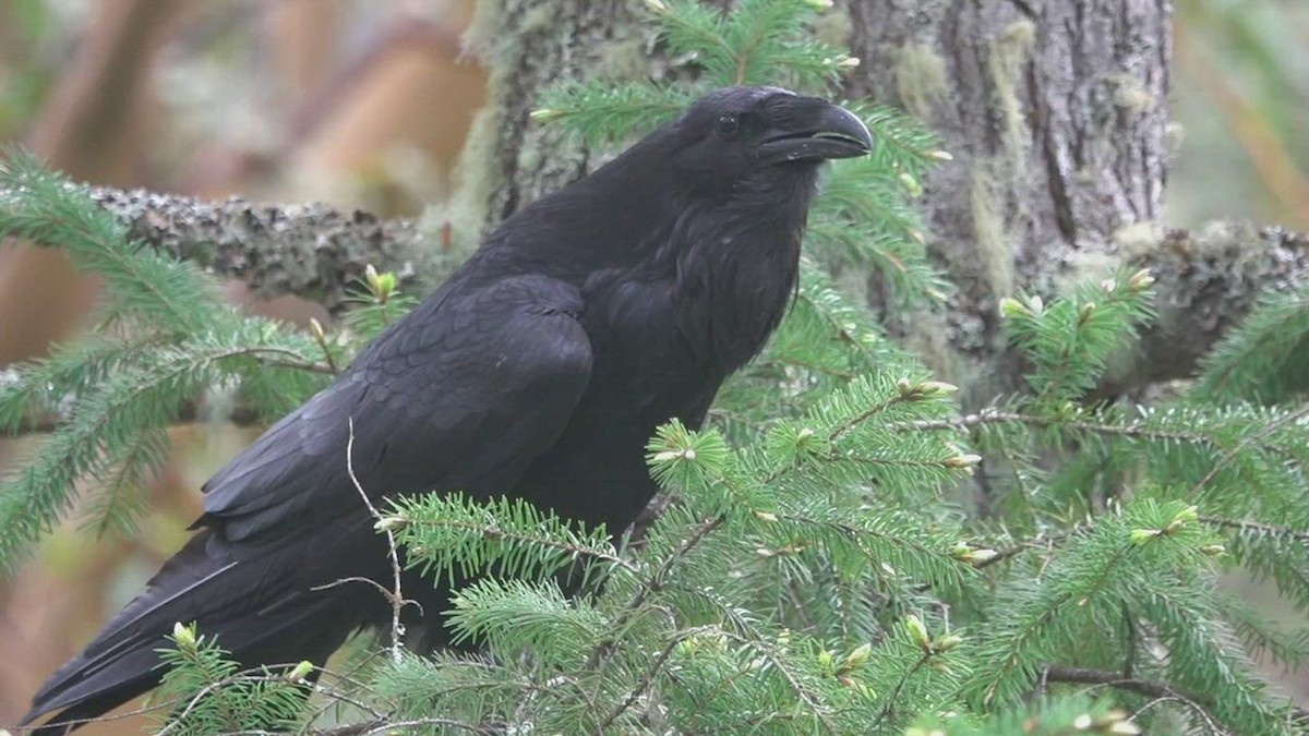 ML453042221 - Common Raven - Macaulay Library