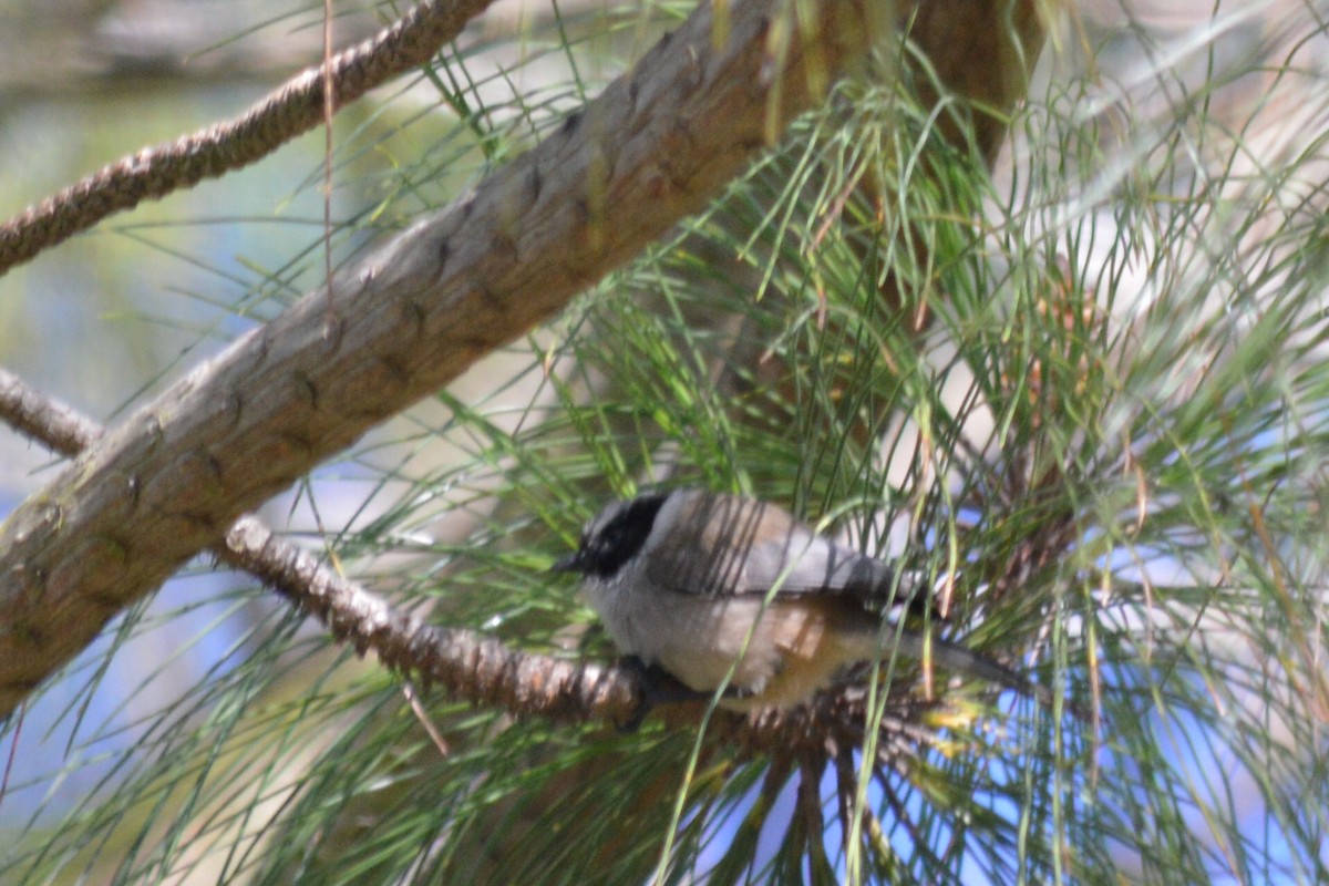 Bushtit - ML45304311