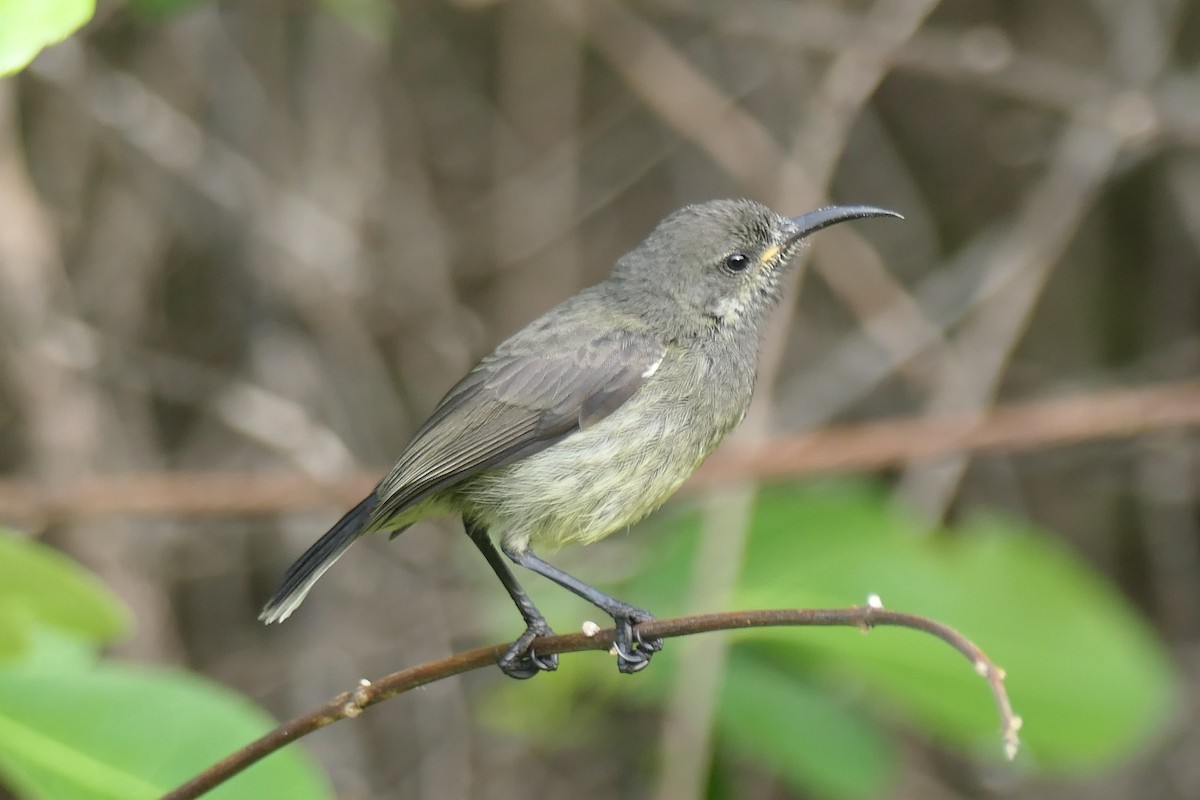 Souimanga Sunbird (Abbott's) - ML453043761