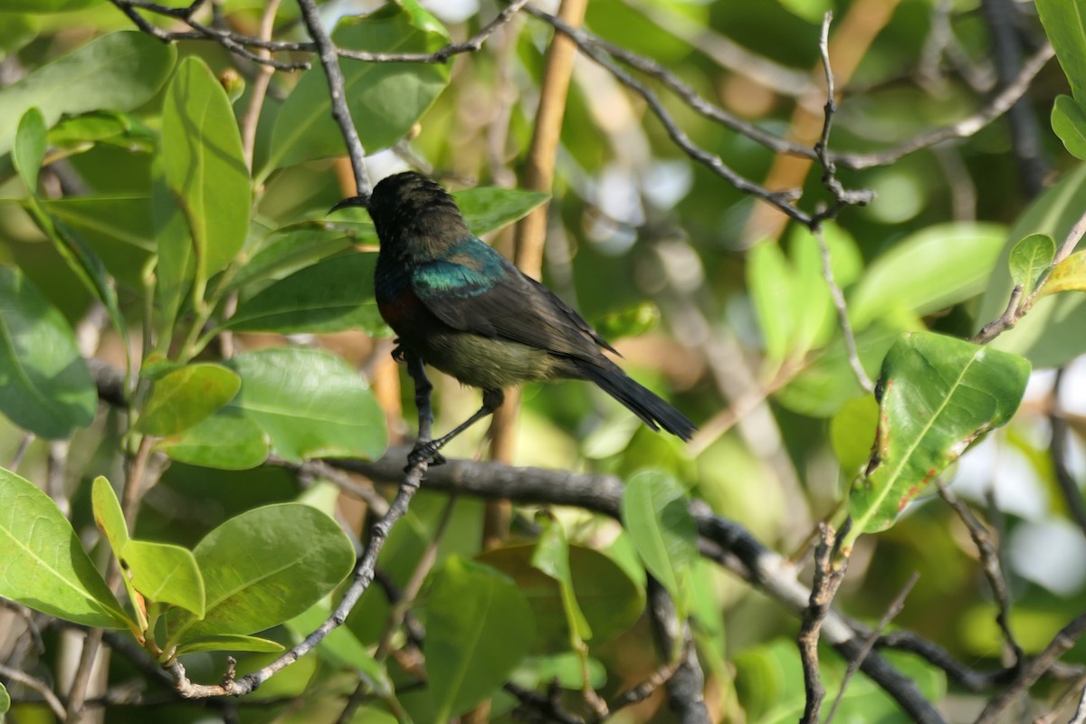 Souimanga Sunbird (Abbott's) - ML453044131