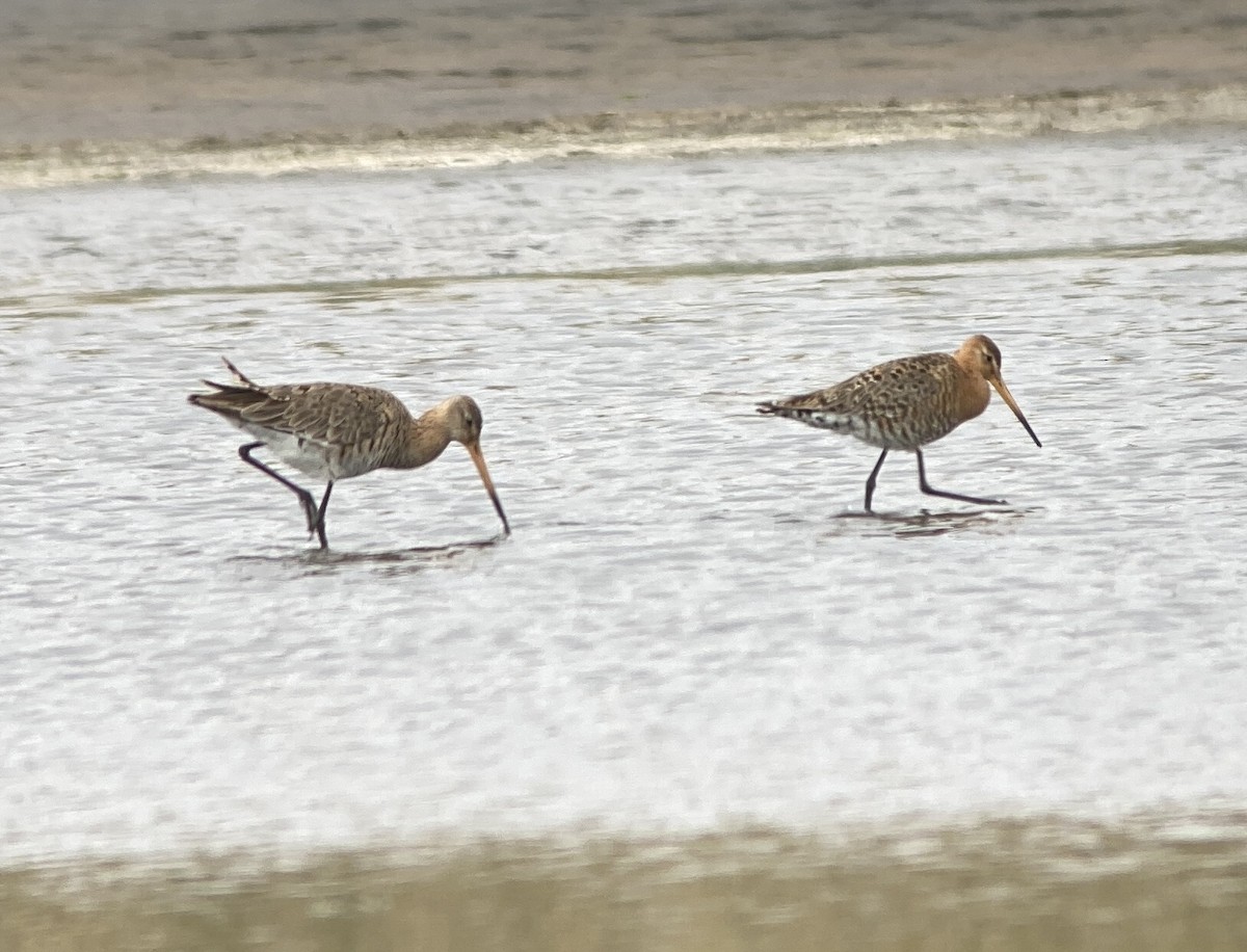 Black-tailed Godwit - ML453044151