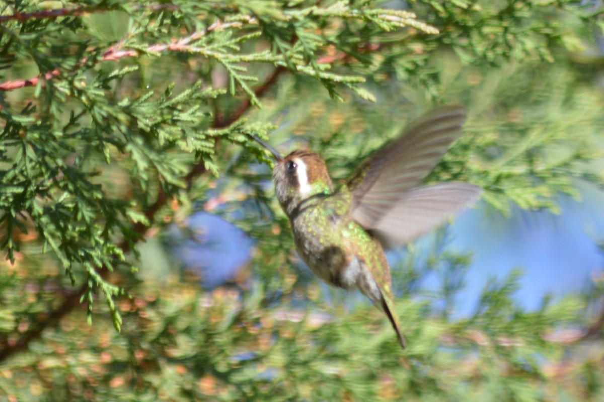 hvitørekolibri - ML45304421