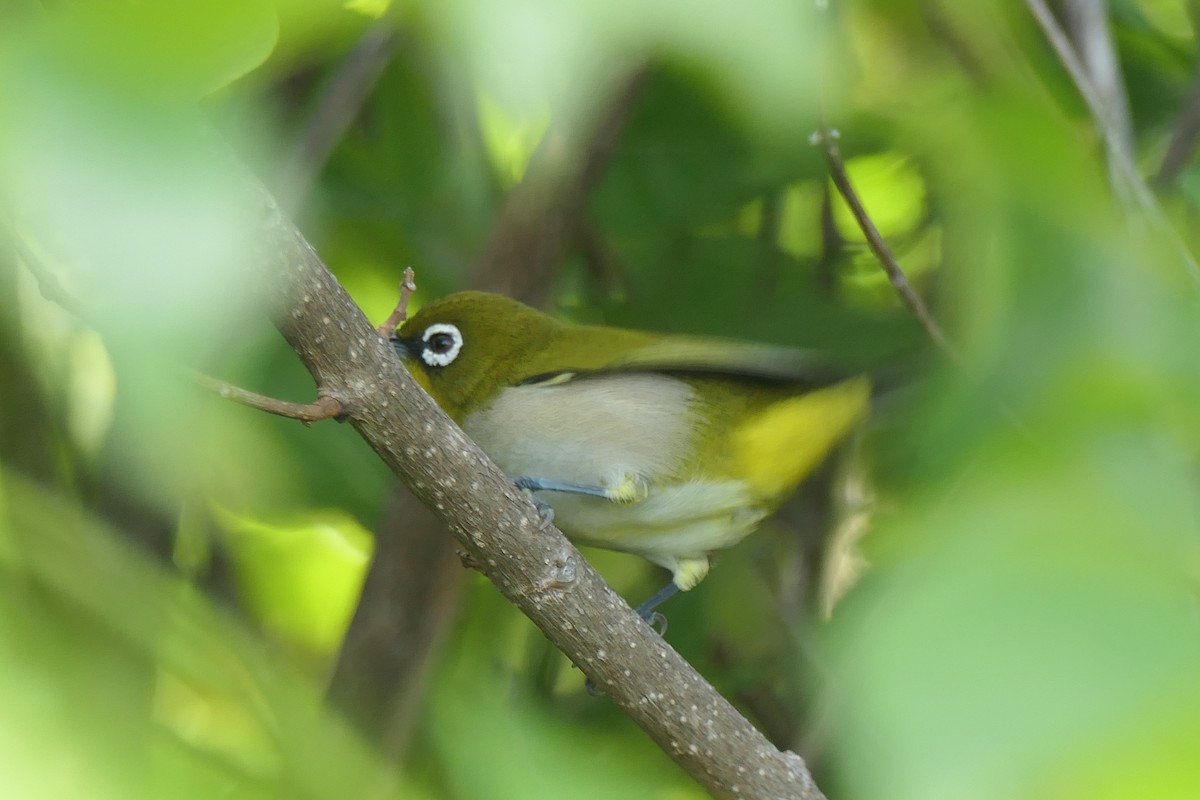 Malagasy White-eye - ML453044261