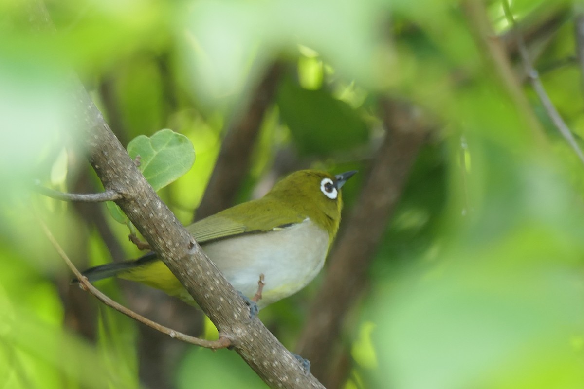 Malagasy White-eye - ML453044271