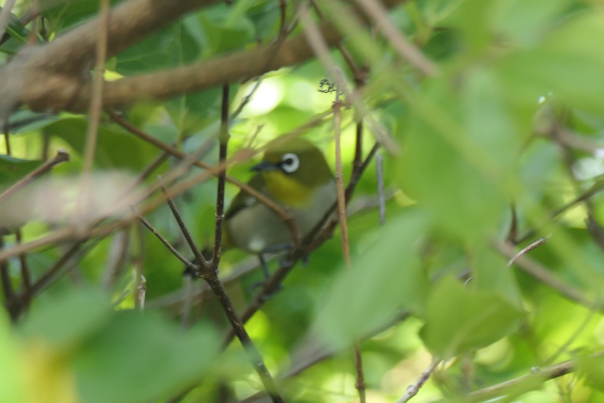 Malagasy White-eye - ML453044291