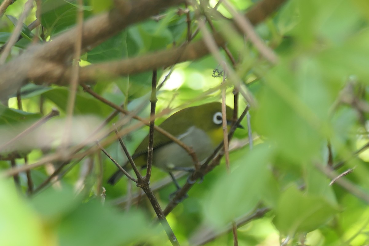 Malagasy White-eye - ML453044301