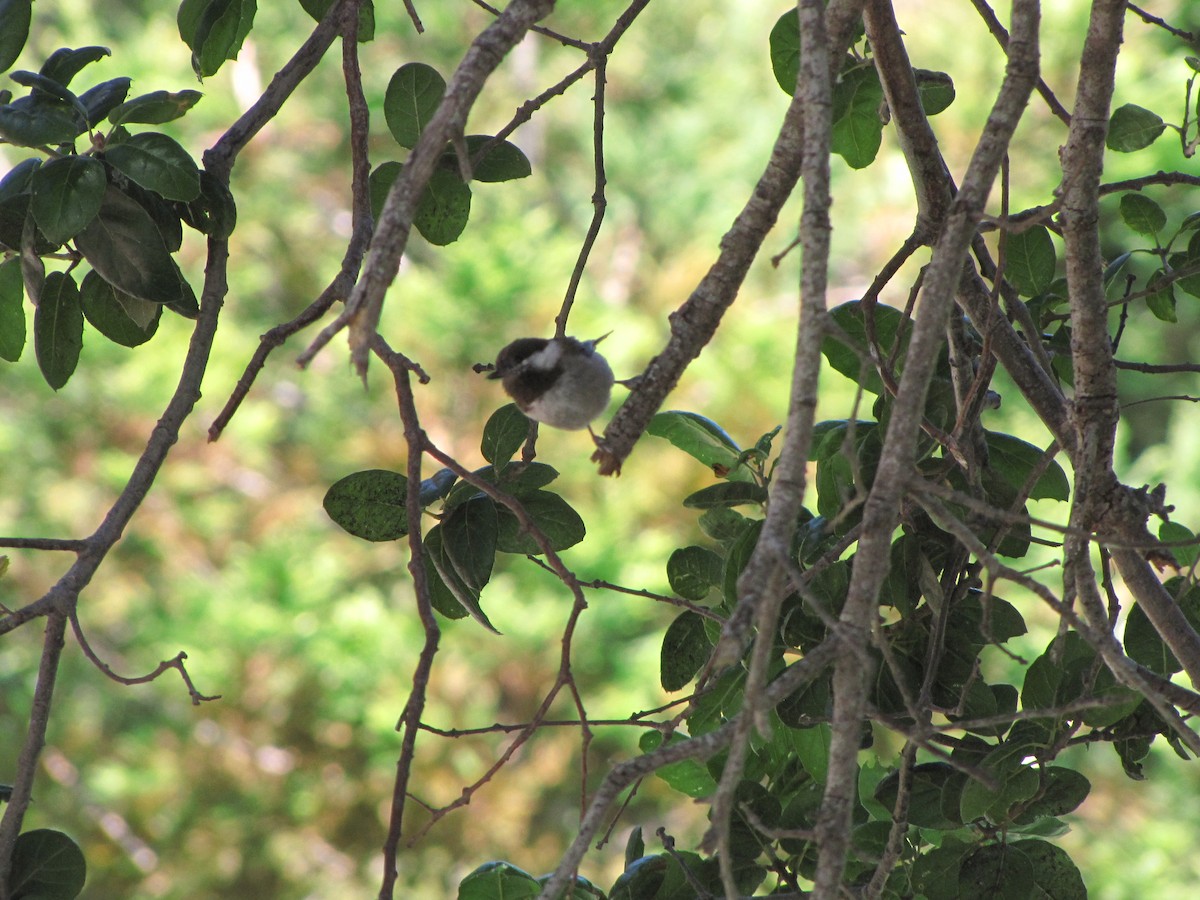 Chestnut-backed Chickadee - ML453044411