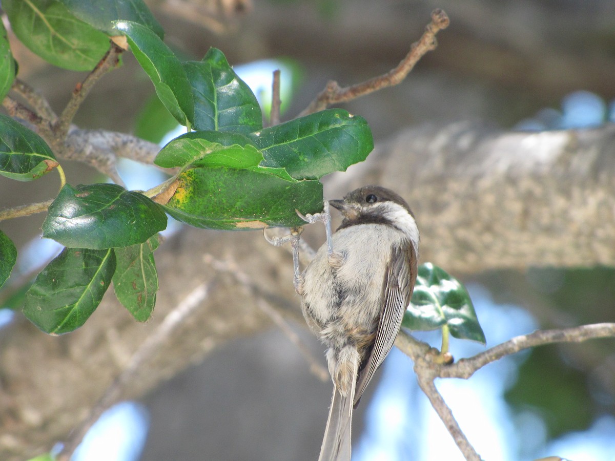 Mésange à dos marron - ML453044421