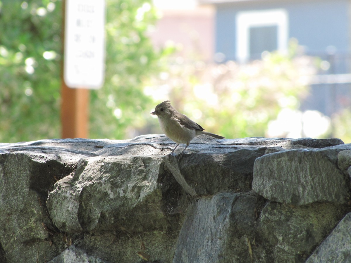 Oak Titmouse - ML453044431