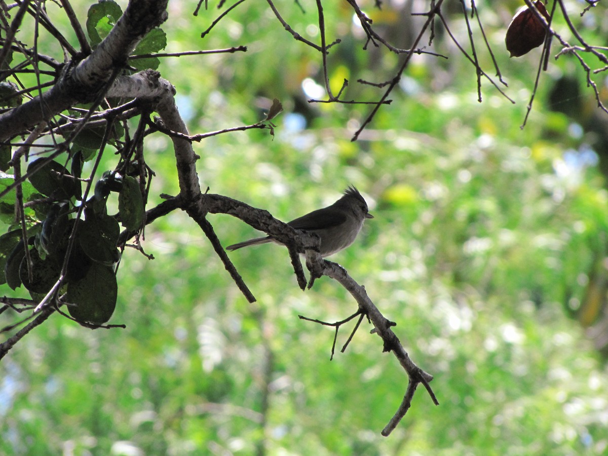 Oak Titmouse - ML453044441