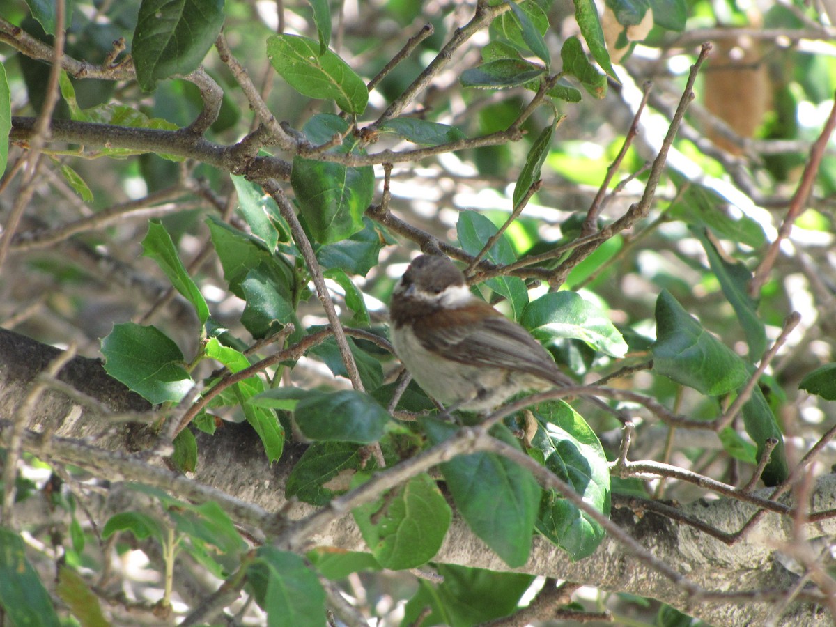 Mésange à dos marron - ML453044451