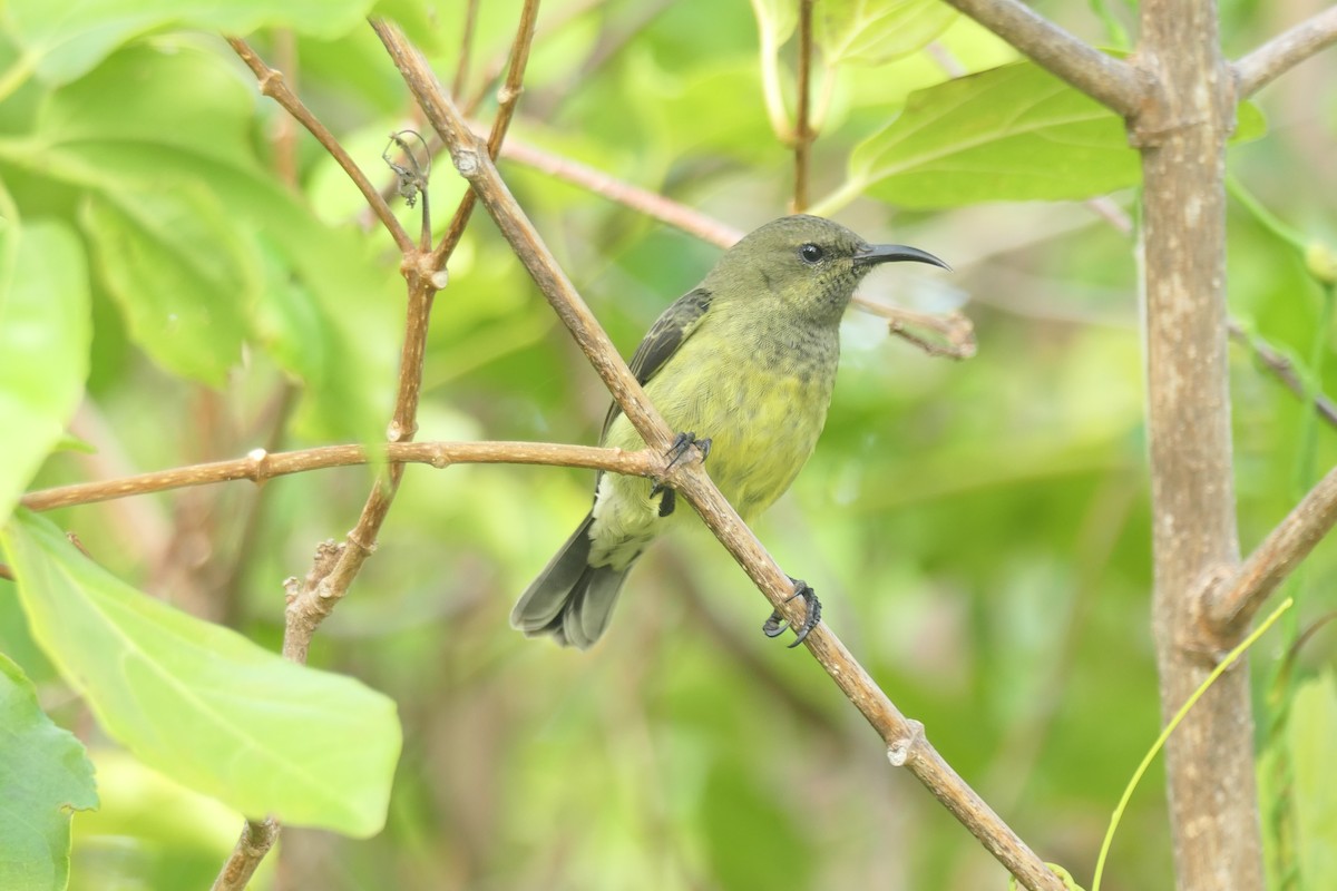 Souimanga Sunbird (Abbott's) - ML453044621