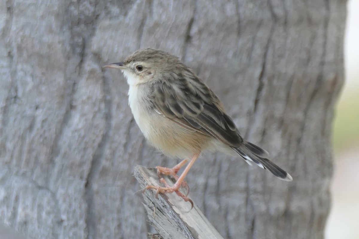 Madagascar Cisticola - ML453044751