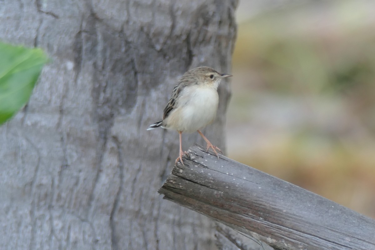 Madagascar Cisticola - ML453044781