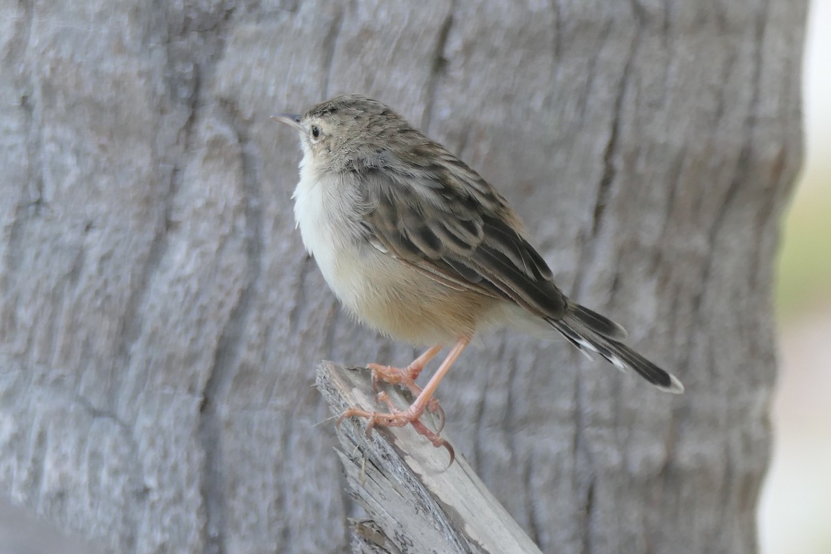 Madagascar Cisticola - ML453044851