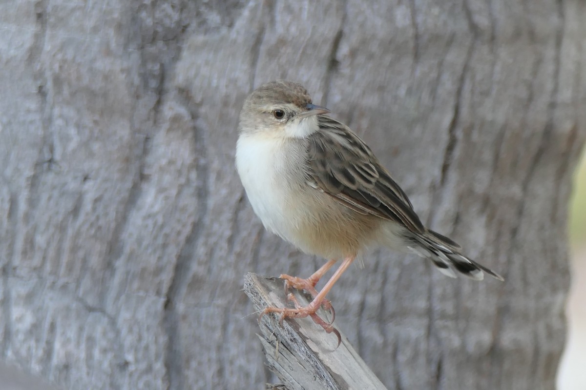 Madagascar Cisticola - ML453044871