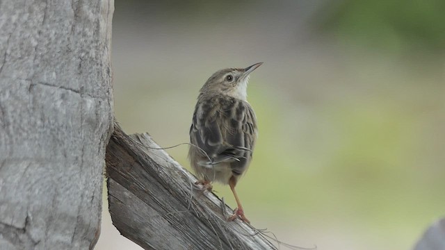 Madagascar Cisticola - ML453045111