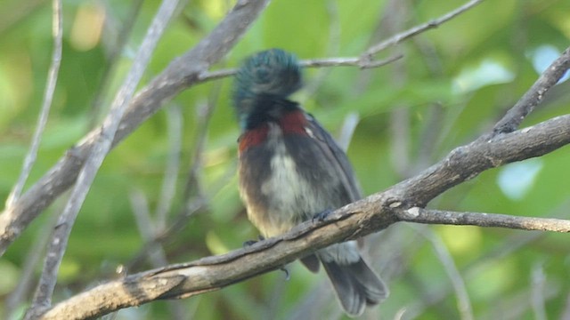 Souimanga Sunbird (Abbott's) - ML453045141