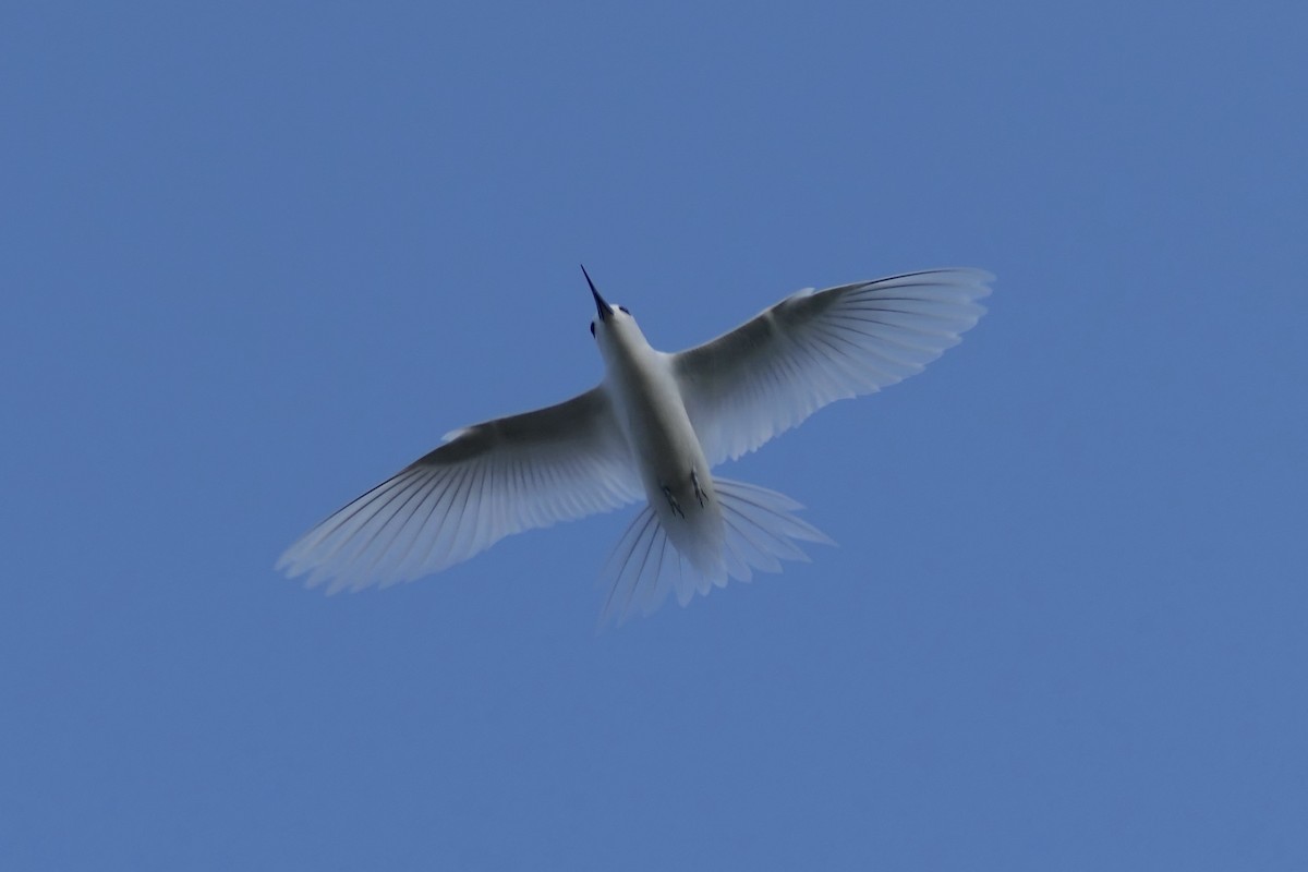 White Tern - Peter Kaestner