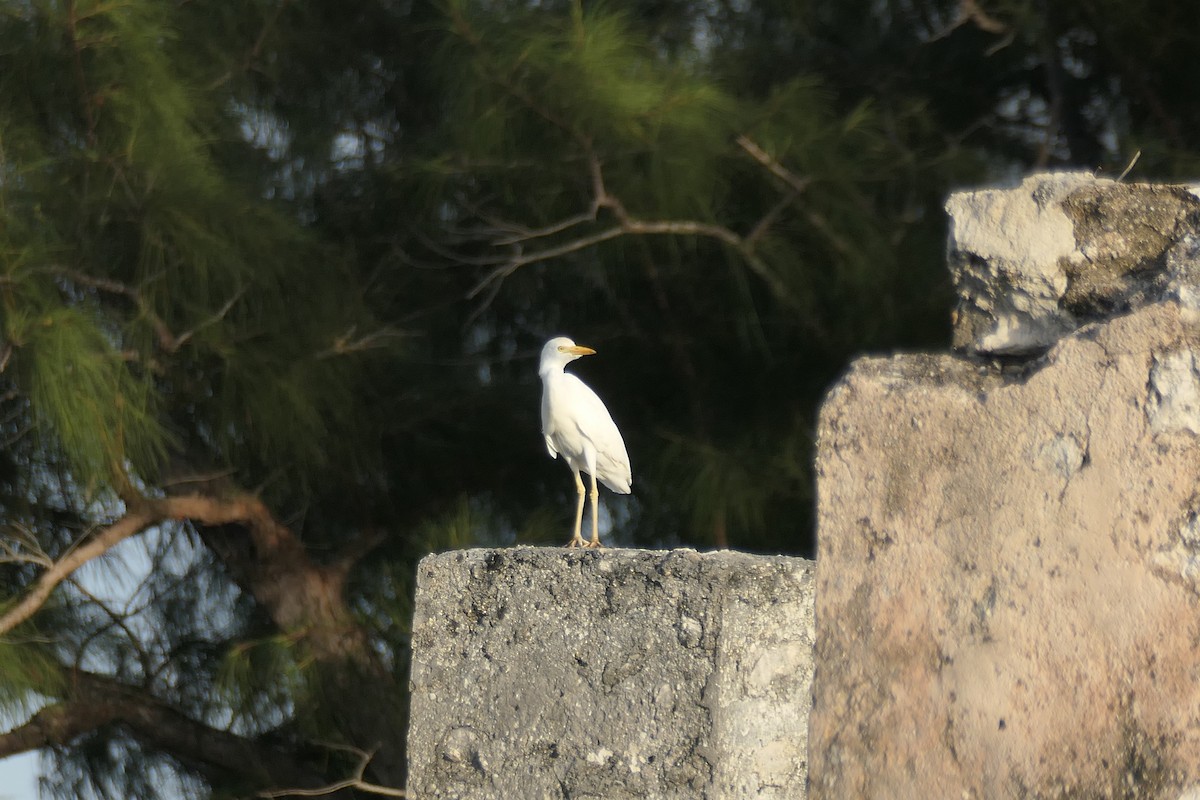 Western Cattle Egret - ML453046221