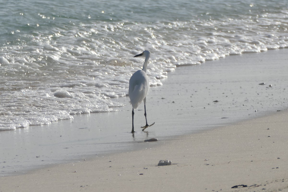 Little Egret (Dimorphic) - Peter Kaestner