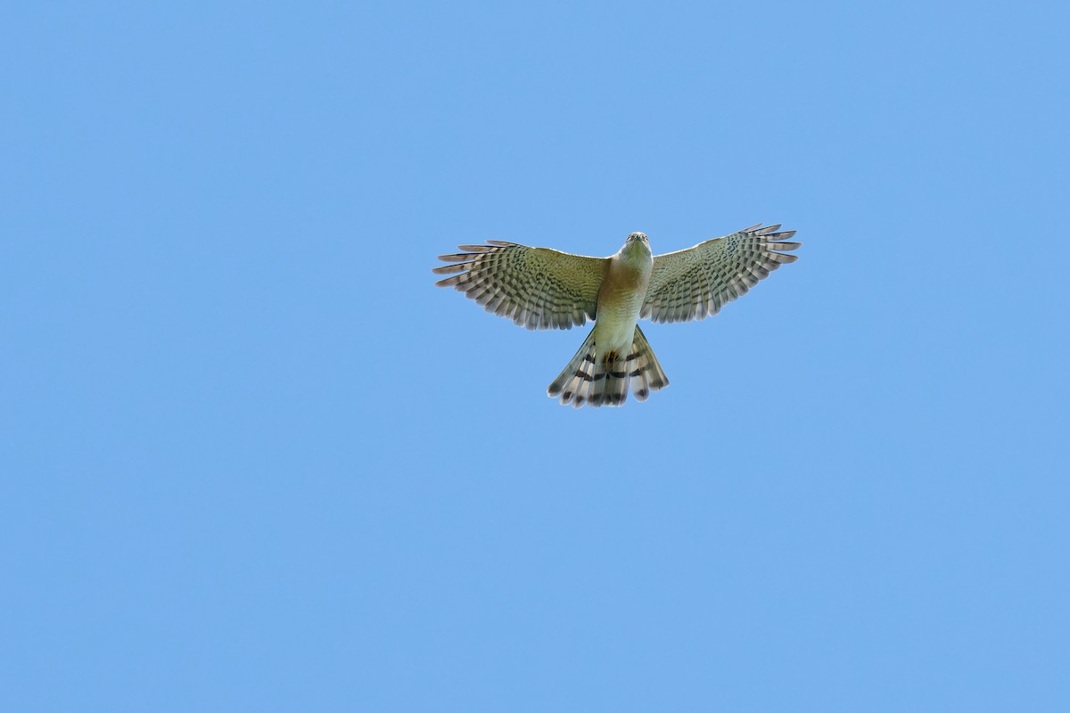 Japanese Sparrowhawk - Vincent Wang