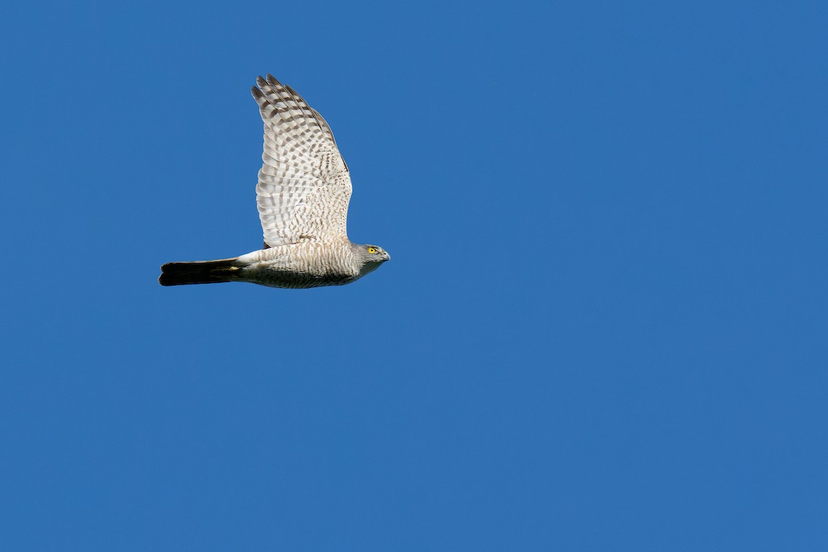 Japanese Sparrowhawk - ML453046441