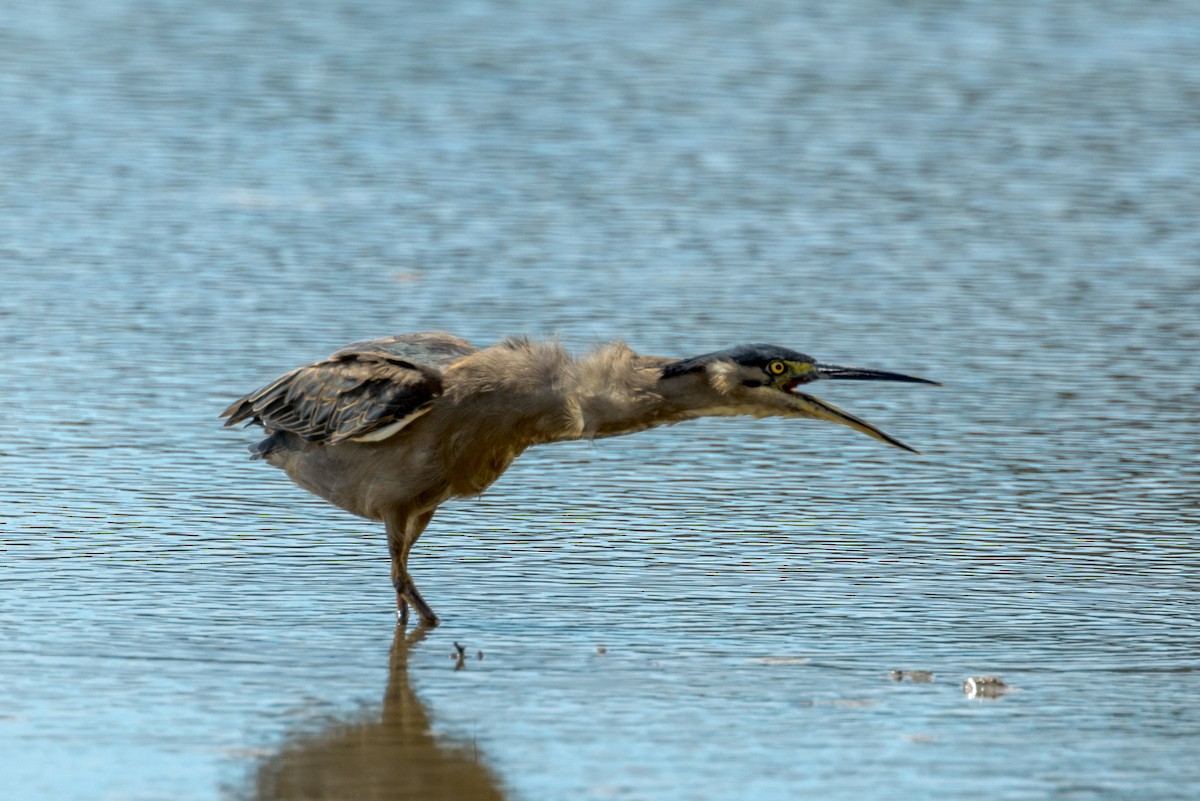 Striated Heron - ML453046481