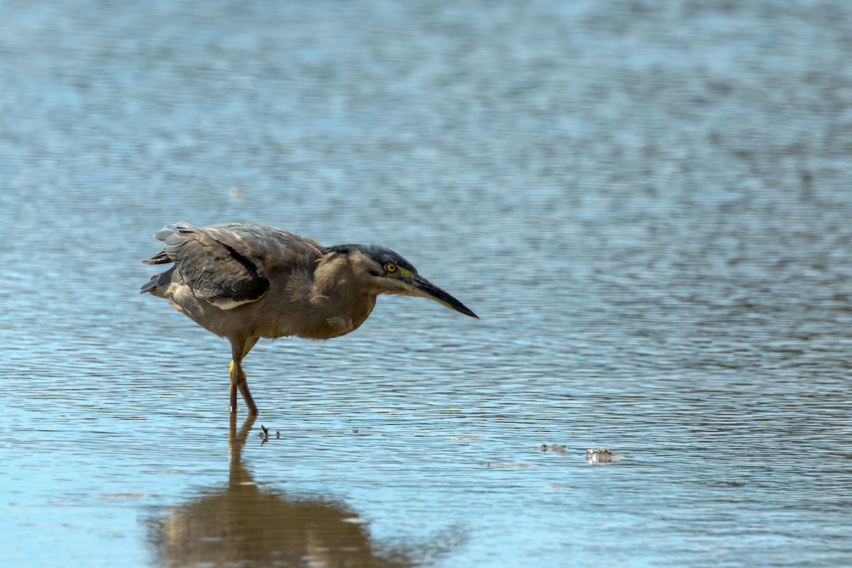 Striated Heron - ML453046531