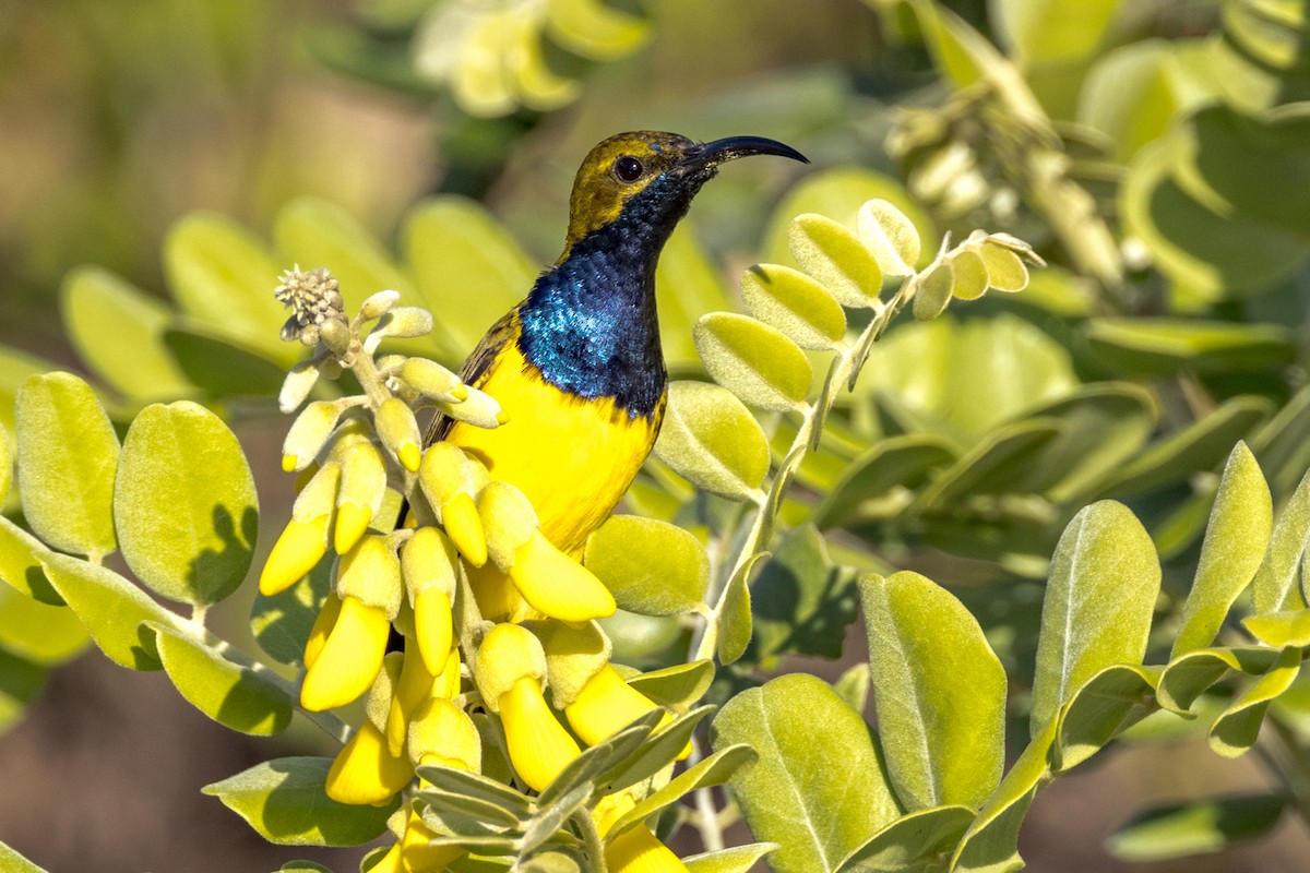 Sahul Sunbird - ML453047071