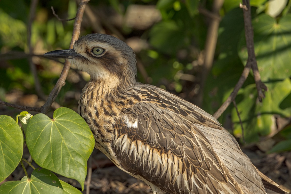 Bush Thick-knee - ML453047211