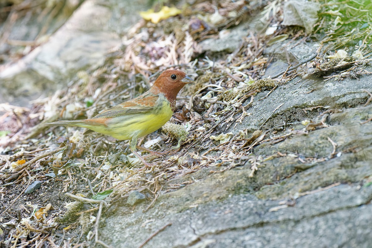 Chestnut Bunting - Vincent Wang