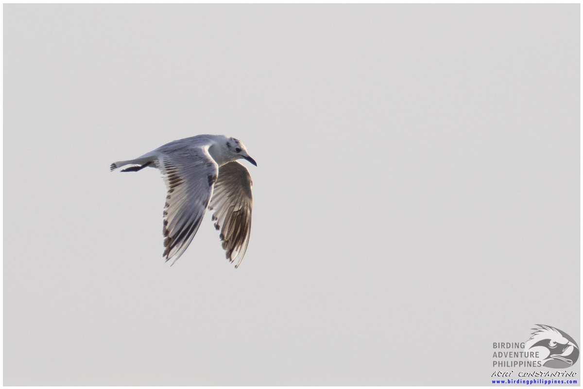 Saunders's Gull - ML453048011