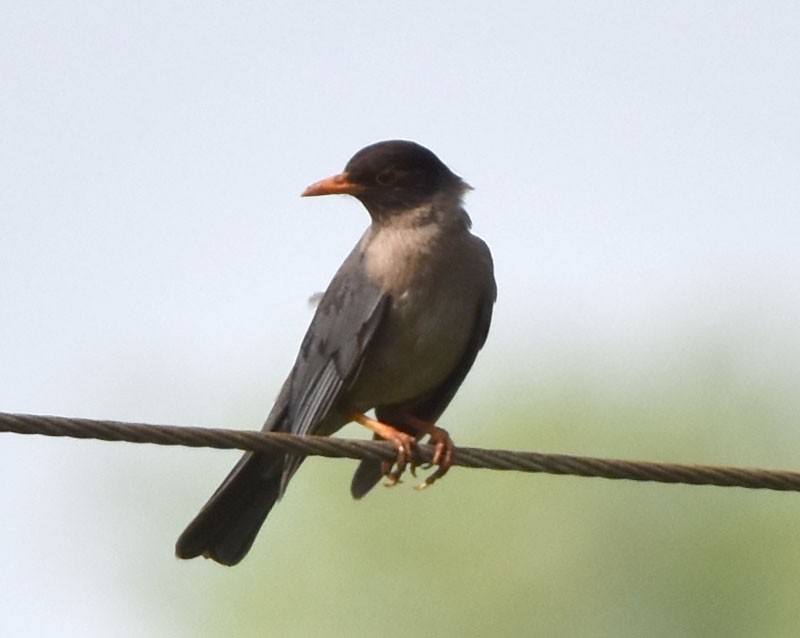 Merle des Nilgiri - ML453049011