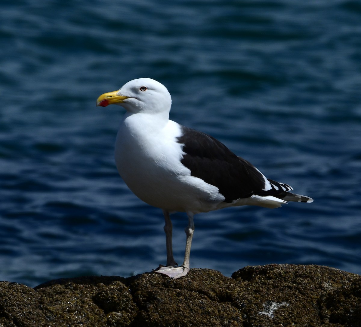 Great Black-backed Gull - mike shaw