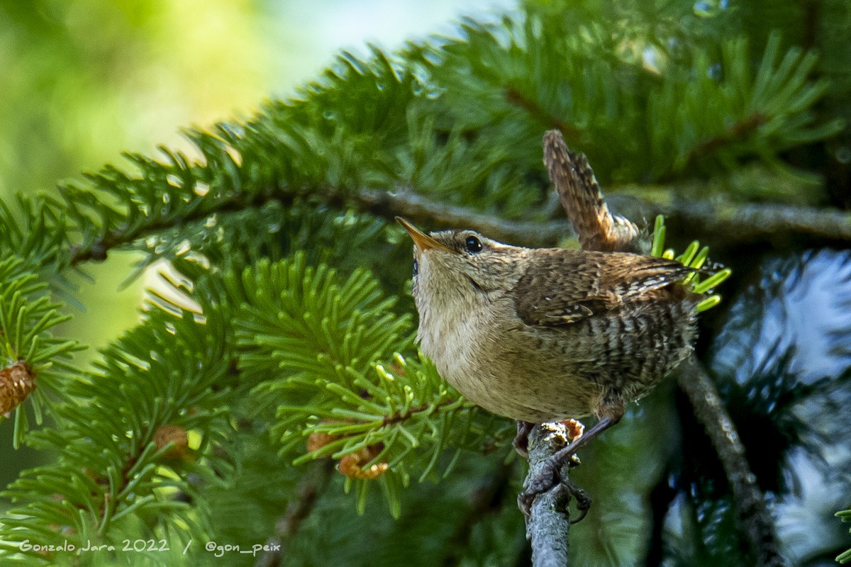 Eurasian Wren - ML453049521