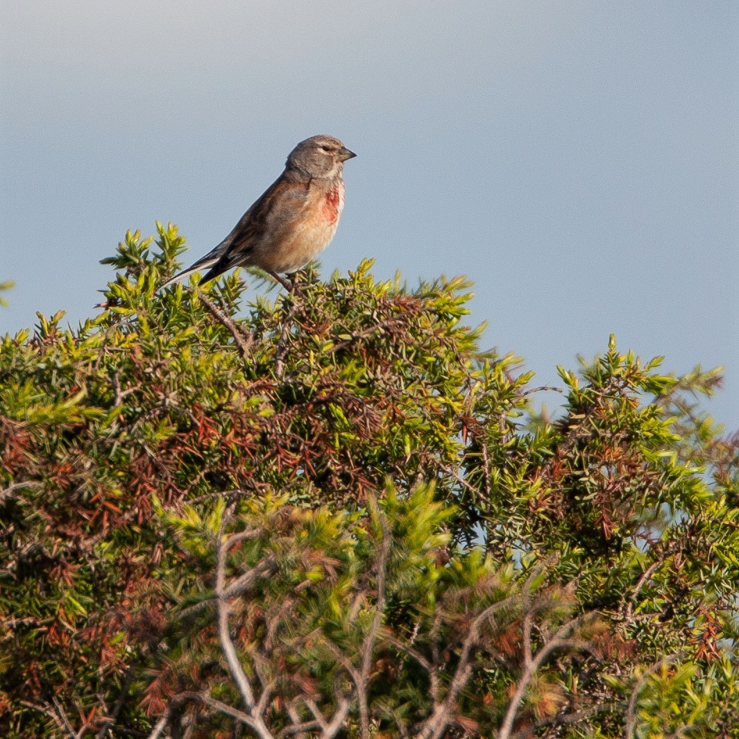 Eurasian Linnet - Werner Suter